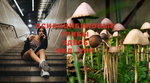 PSILOCYBIN Волосово